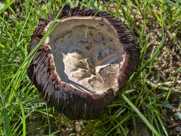 Funghi Grandi Autunno — Foto Stock