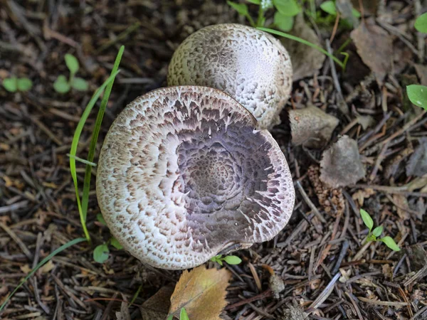 Funghi Grandi Autunno — Foto Stock