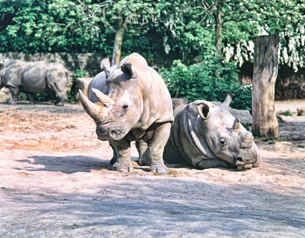 jirousek.zoo-foto.cz