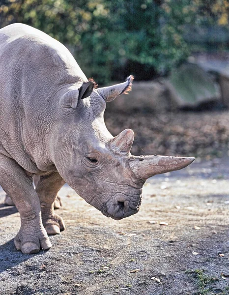 Северный Белый Носорог Ceratotherium Simum Cottoni Сегодня Два Последних Носорога — стоковое фото