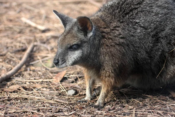 Little Kangaroo Tammar Wallaby Macropus Eugeni Australia — Stock Photo, Image