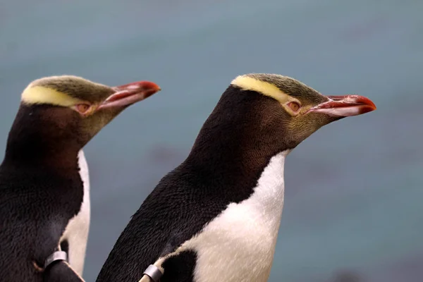 Самый Драгоценный Пингвин Желтоглазый Пингвин Антиподы Megadyptes Новая Зеландия — стоковое фото