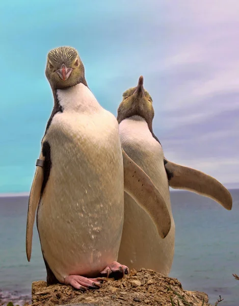 Pinguim Mais Precioso Vivo Pinguim Olhos Amarelos Megadyptes Antipodes Nova — Fotografia de Stock