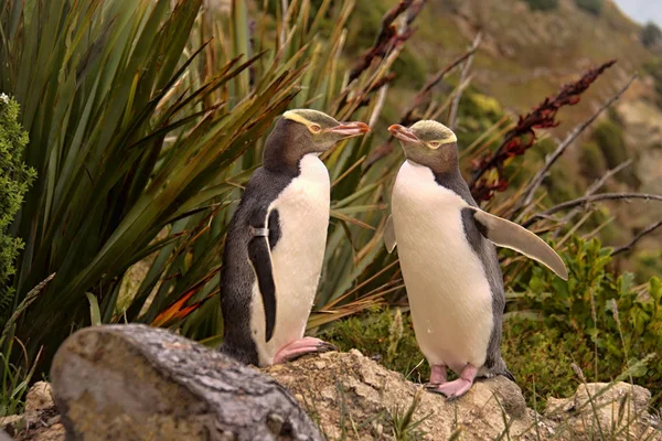 最も貴重なペンギン生活 イエロー アイド ペンギン Megadyptes 対蹠地 ニュージーランド — ストック写真