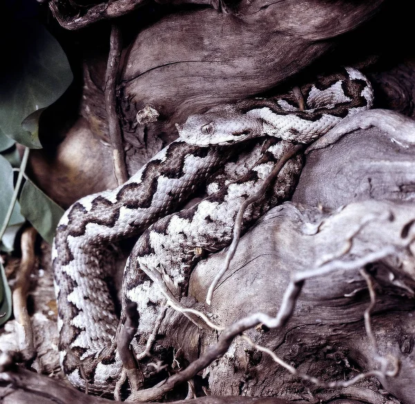 东沙毒蛇 摩尔达亚干黄海玉鲇 地中海毒蛇 — 图库照片