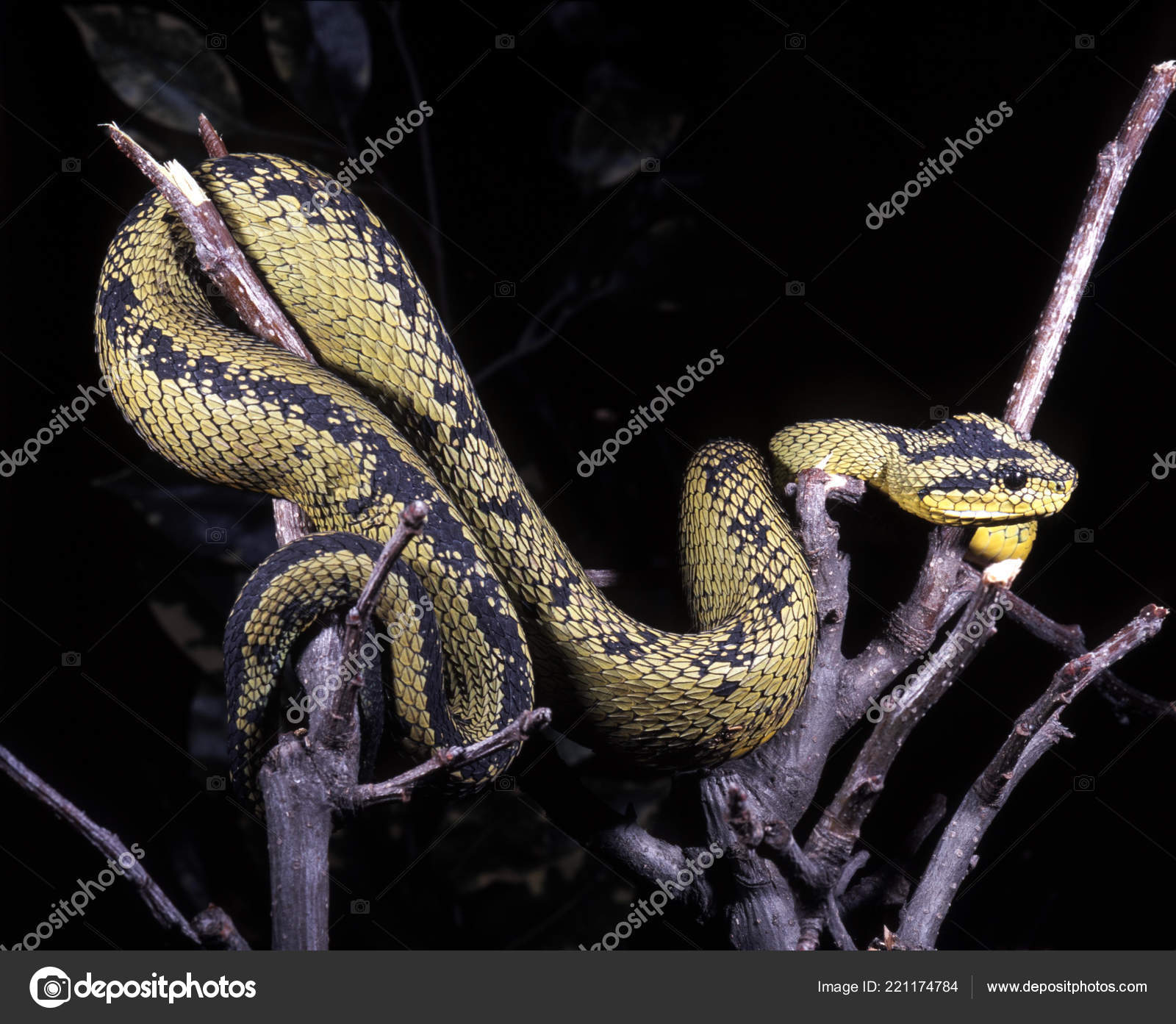 Attacking Snake / Great Lakes Viper / Atheris Nitschei Stock Image