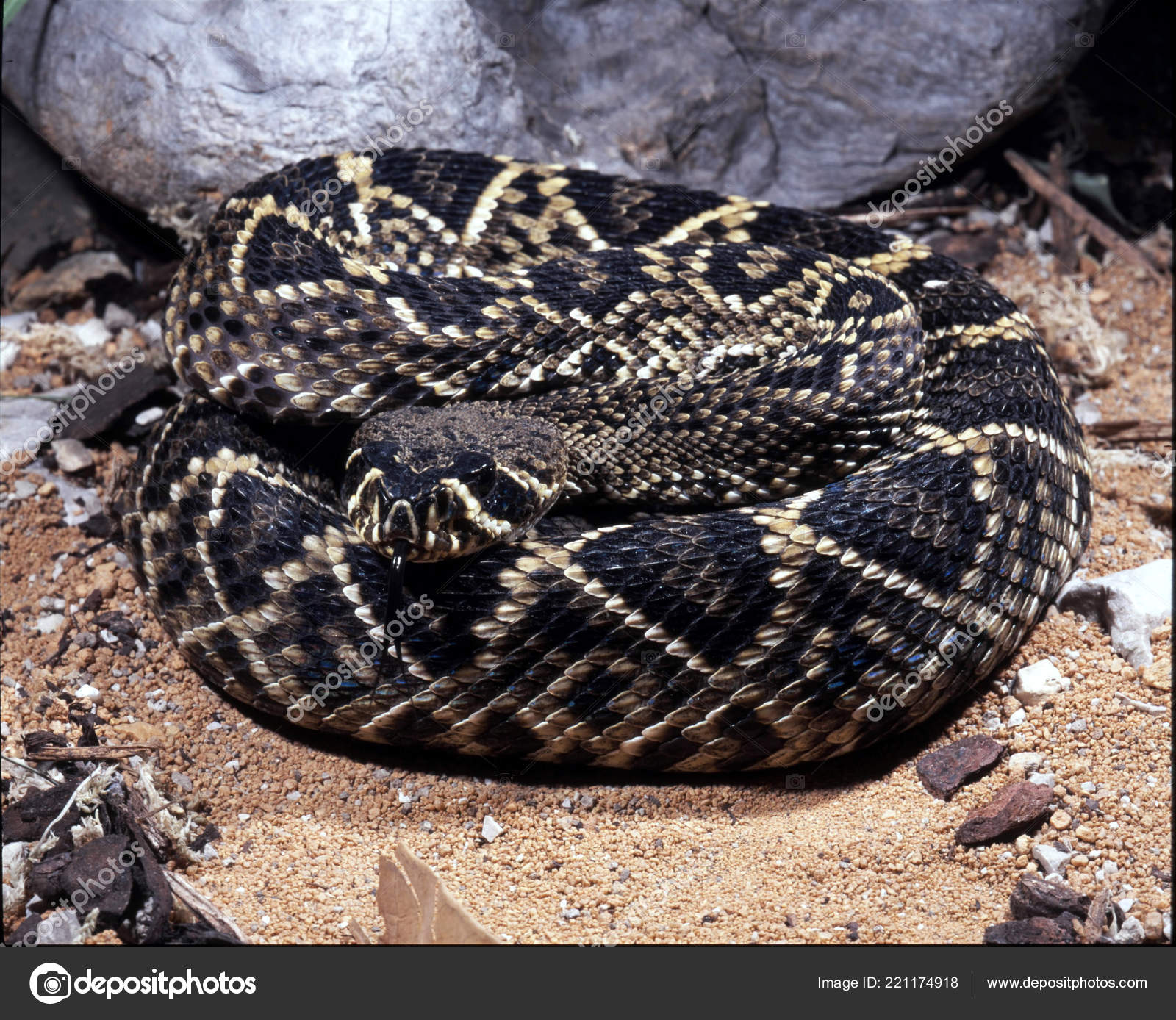 Diamondback ガラガラヘビ ヒガシダイヤガラガラヘビである最大の