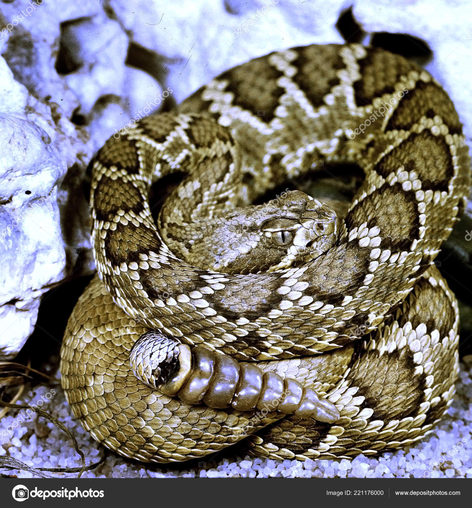 SERPENTI A SONAGLI SCARICA