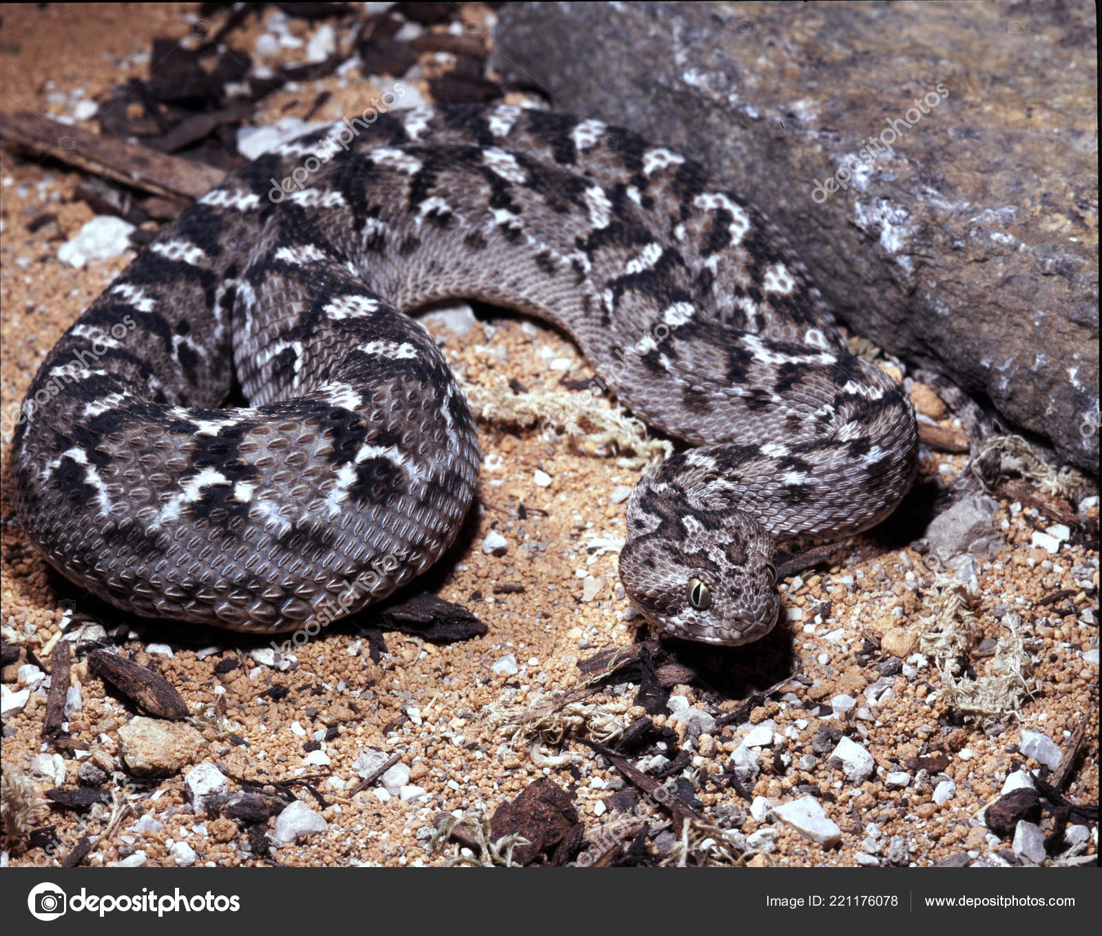 Sochurek Saw Scaled Viper Echis Carinatus Sochureki Named Austrian