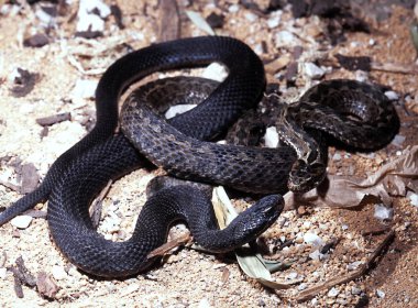 Bozkır engerek, Vipera renardi yaşamak içinde düz bozkırlarında