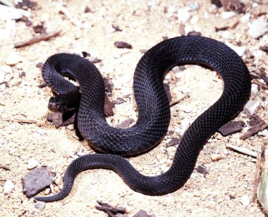 Bozkır engerek, Vipera renardi yaşamak içinde düz bozkırlarında