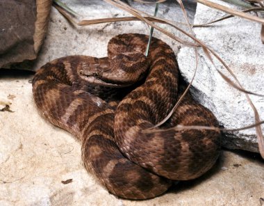 The venomous pit viper, Gloydius saxatilis, is heated in front of the stone clipart