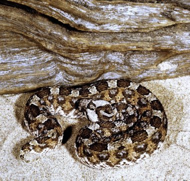 Küçük zemin viper, boynuzlu engerek, bitiş caudalis EDI