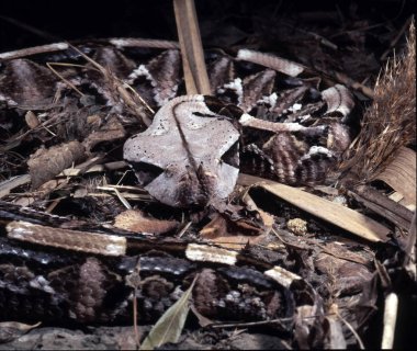 GabooN engerek, bitiş gabonica gergedan, büyük zehir dişleri ile en büyük viper nedir