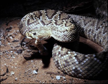 Meksika Batı Yakası çıngıraklı yılan, Crotalus basiliscus, mahallenin dil keşfetmek