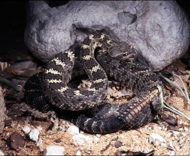 Büyük bir flüt ile ahşap çıngıraklı yılan, Crotalus cerberus, orman çıngıraklı yılan