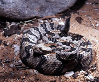 Belgili tanımlık sığınak önünde canebrake çıngıraklı yılan, Crotalus horridus atricaudatus, kıvırcık