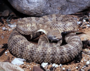 Speckled rattlesnake, Crotalus mitchelli stephensi, coiled in a defensive position clipart
