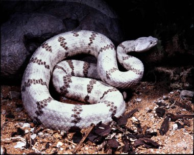 Rock çıngıraklı yılan, Crotalus lepidus lepidus parlak renkli