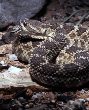 Batı çıngıraklı yılan, Crotalus oreganus oreganus, büyük göze batmayan çıngıraklı yılan
