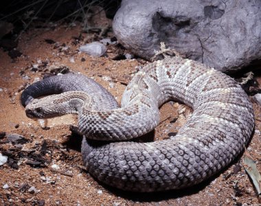 Aruba çıngıraklı yılan, Crotalus tek renkli sağlam bir çıngıraklı yılan olduğunu