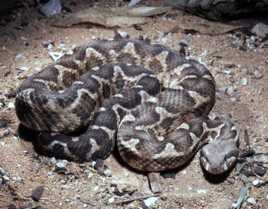Sahara rock viper, koca mauritanica, güçlü bir viper nedir