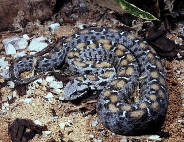 Víbora Montaña Turca Central Vipera Albizona Una Víbora Colores Muy —  Fotos de Stock