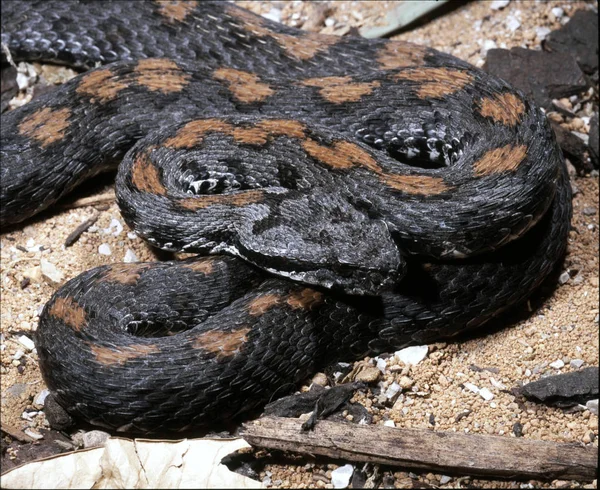 Steinviper Viper Raddei Männchen Dieser Arten Sind Meist Schwarz Gefärbt — Stockfoto