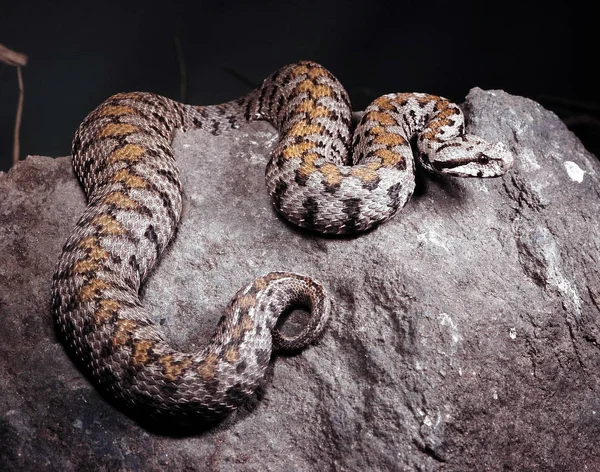 Rock Viper Vipera Raddei Avbildas Vackert Färgade Kvinna — Stockfoto