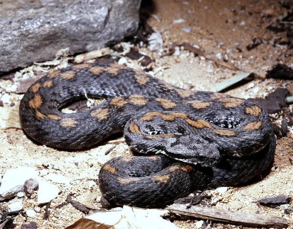 Rock Viper Viper Raddei Males Usually Colored Black — Stock Photo, Image