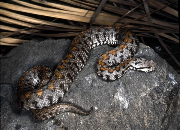 Rock Engerek Vipera Raddei Güzel Renkli Erkek Resimde — Stok fotoğraf