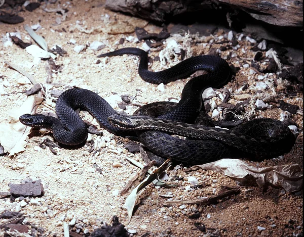 Bozkır Engerek Vipera Renardi Yaşamak Içinde Düz Bozkırlarında — Stok fotoğraf