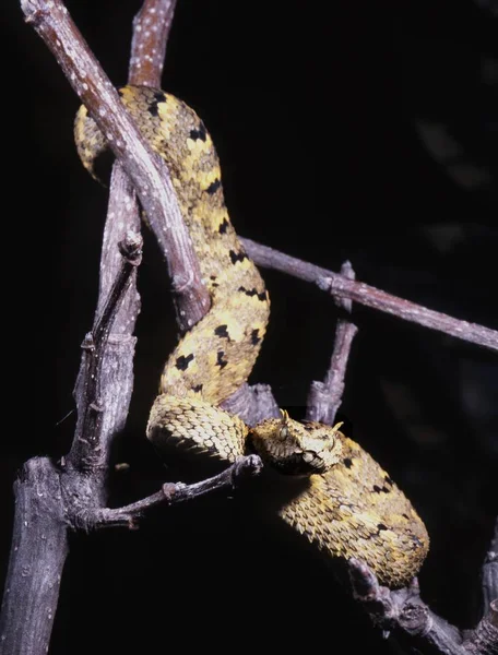 Brokiga Träd Viper Usambara Bush Viper Atheris Ceratophora — Stockfoto