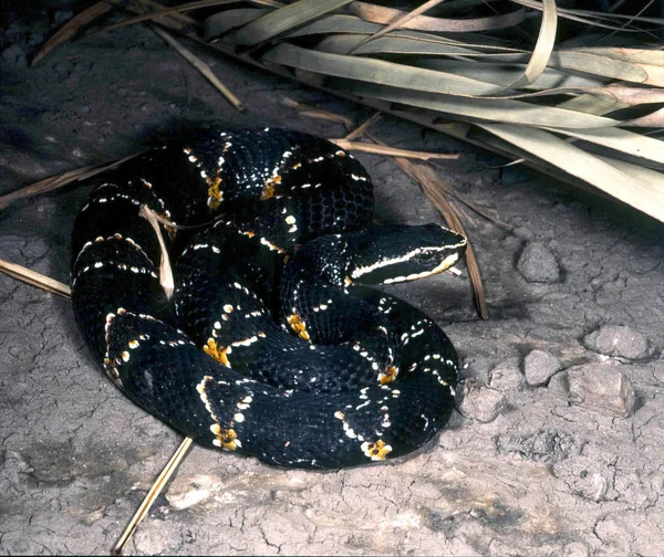 Taylors Cantilus Agkistrodon Bilineatus Taylori Färgglada Giftig Skallerorm — Stockfoto