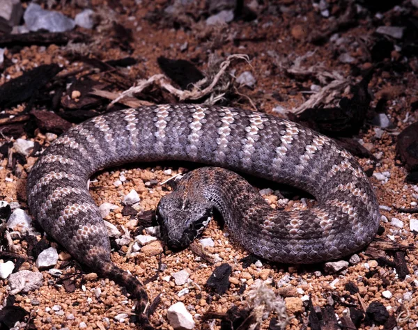 Doodsadders Antarcticus Gemeenschappelijke Dood Adder Een Gemeenschappelijk Australische Giftige Slang — Stockfoto