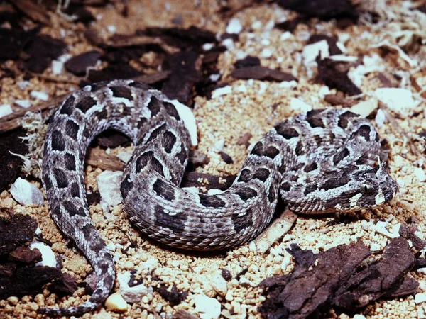 Víbora Tierra Pequeña Víbora Cuernos Bitis Caudalis Edi — Foto de Stock