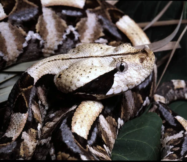 加彭毒蛇 Bitis Gabonica 是最大的毒蛇与大毒牙 — 图库照片
