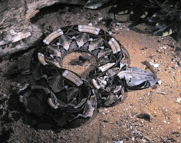 Gaboon Viper Bitis Gabonica Rhinoceros Largest Viper Large Poison Teeth — стоковое фото