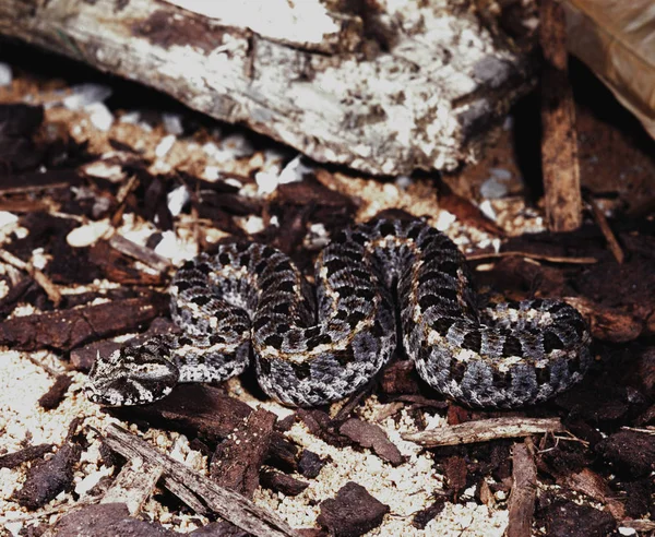 Kleine Aarde Viper Kenia Horned Viper Bitis Worthingtoni — Stockfoto