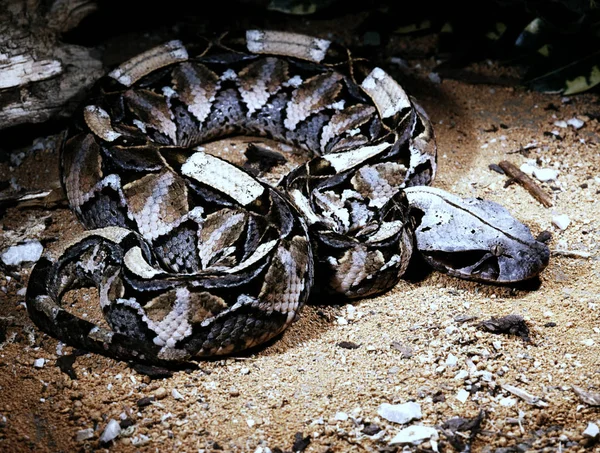 Gaboon Vipera Bitis Gabonica Orrszarvú Legnagyobb Viper Nagy Méreg Fogak — Stock Fotó