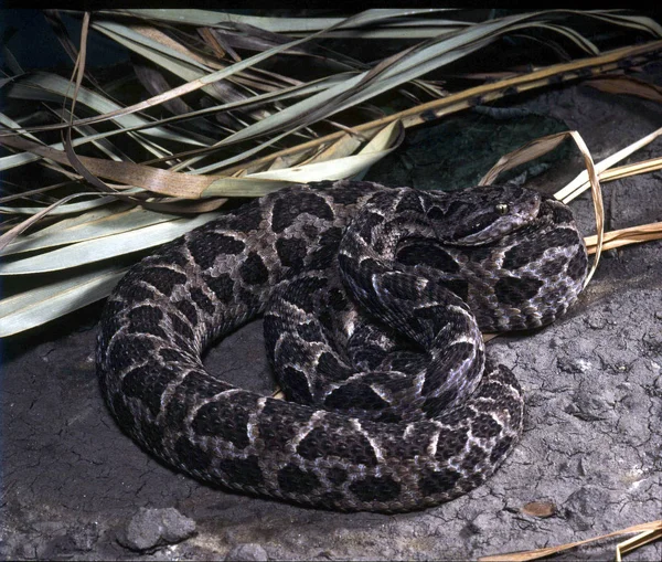 Neuwied Lancehead Ботропойд Neuwiedi Південноамериканських Гримуча Змія — стокове фото