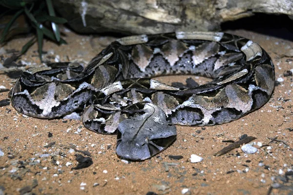 Gaboon Viper Bitis Gabonica Noshörning Den Största Viper Med Stora — Stockfoto