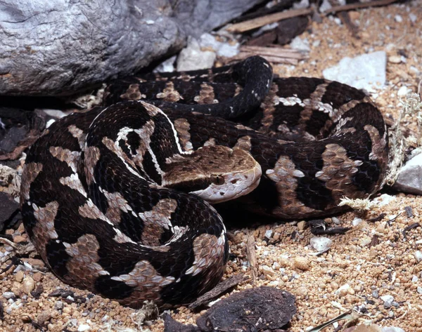 古德曼的山地坑毒蛇 Cerrophidion 是响尾蛇的次要代表 — 图库照片