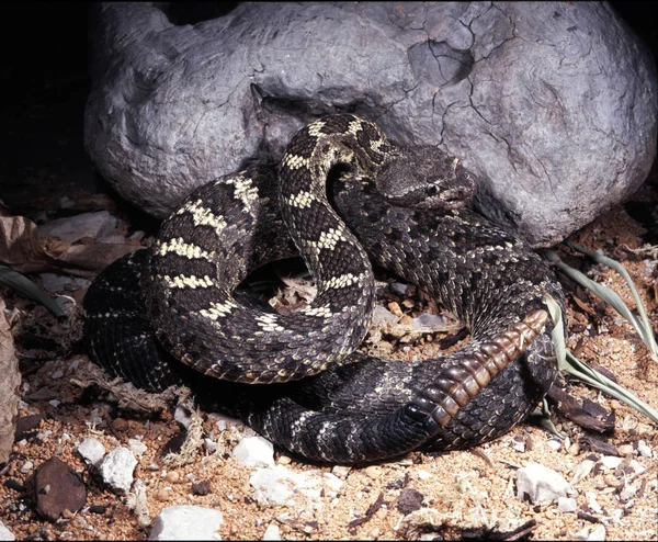 Timmer Skallerorm Crotalus Cerberus Skogen Skallerorm Med Stor Flöjt — Stockfoto