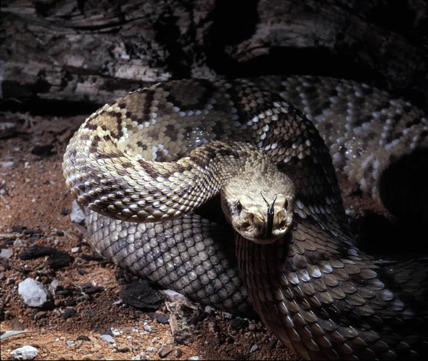 Мексиканский Гремучая Змея Западного Побережья Crotalus Basiliscus Изучить Язык Окрестности — стоковое фото