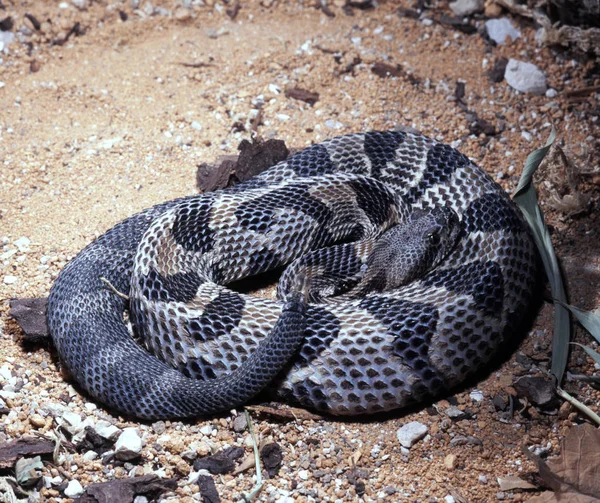 Ahşap çıngıraklı yılan, h. Crotalus Horridus, ağırlıklı olarak ormanlarında yaşıyor
