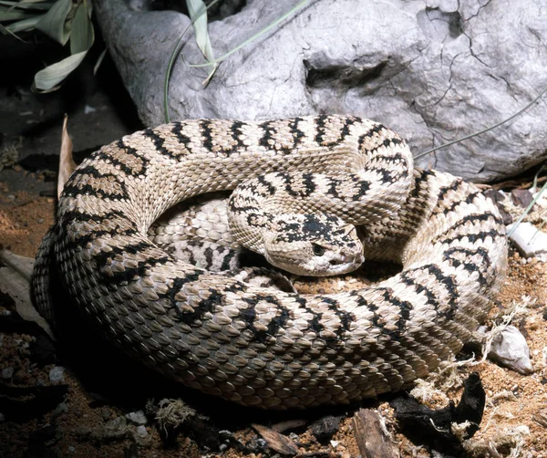 Gran Cuenca Serpiente Cascabel Crotalus Oreganus Lutosus Cuerpo Graso Tiene — Foto de Stock