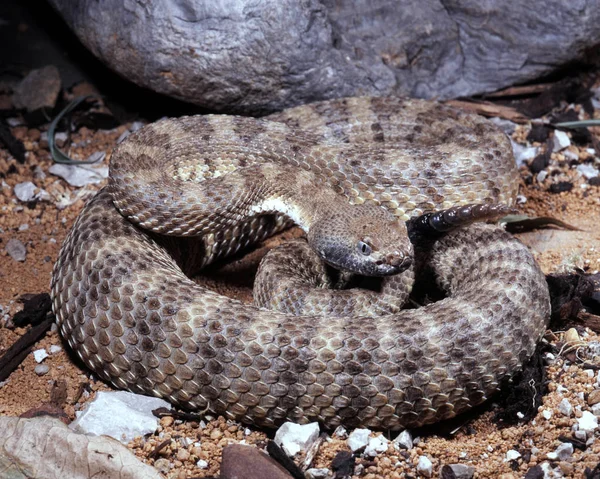 Foltos Csörgőkígyó Crotalus Mitchelli Stephensi Tekercsben Védekező Pozícióban — Stock Fotó
