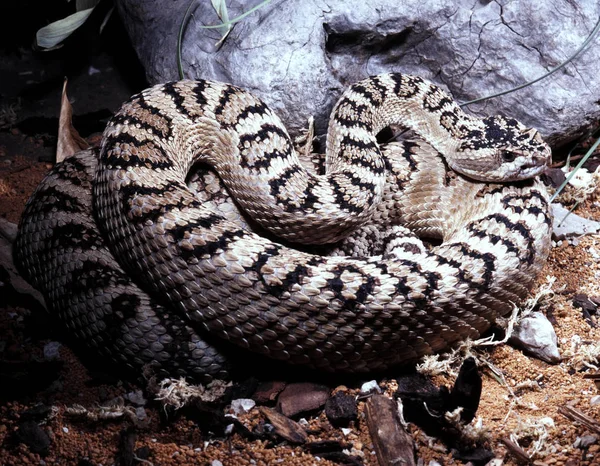 Gran Cuenca Serpiente Cascabel Crotalus Oreganus Lutosus Cuerpo Graso Tiene —  Fotos de Stock