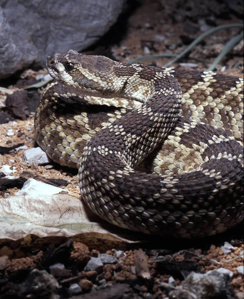 Serpiente Cascabel Occidental Crotalus Oreganus Oreganus Gran Serpiente Cascabel Discreta — Foto de Stock